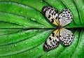 Colorful  butterfly on green leaf in water drops after rain. Rice paper butterfly. Large tree nymph. White nymph butterfly. Royalty Free Stock Photo