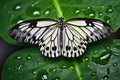 Colorful butterfly on green leaf in water drops after rain. Rice paper butterfly. Large tree nymph. Generative AI.