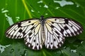 Colorful butterfly on green leaf in water drops after rain. Rice paper butterfly. Large tree nymph. Generative AI.