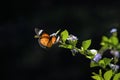 Colorful Butterfly hanging on flowers Royalty Free Stock Photo