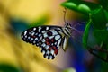 Colorful butterfly