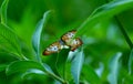 Colorful Butterfly III Royalty Free Stock Photo