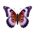 Colorful butterfly isolated on transparent white background, beautiful purple and orange butterfly flying over white background, Royalty Free Stock Photo