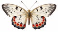 Colorful butterfly isolated on white. generated by AI tool.