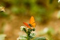 Colorful butterfly laid on top of flower.