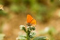 Colorful butterfly laid on top of flower.