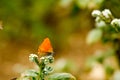 Colorful butterfly laid on top of flower.