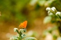 Colorful butterfly laid on top of flower.