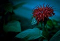 Colorful butterfly landing on red bloom with green leaf in a garden Royalty Free Stock Photo