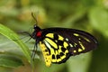 Colorful butterfly on a leaf Royalty Free Stock Photo
