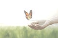 Colorful butterfly leans confident on a woman`s hands Royalty Free Stock Photo
