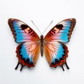 Colorful Butterfly: A Close-up Photograph With Subtle Irony Royalty Free Stock Photo