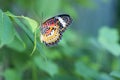 Colorful butterfly parked on the flower stalk Royalty Free Stock Photo