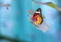 Colorful butterfly parked on the flower stalk Royalty Free Stock Photo