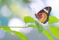 Colorful butterfly parked on the flower stalk Royalty Free Stock Photo