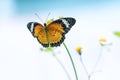 Colorful butterfly parked on the flower stalk Royalty Free Stock Photo