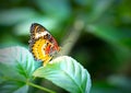 Colorful butterfly parked on the flower stalk Royalty Free Stock Photo