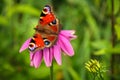 Colorful butterfly on pink blossoming Echinacea flower Royalty Free Stock Photo