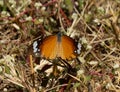 Butterfly in Grass.