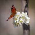 Colorful butterfly posing on a blooming tree in the garden