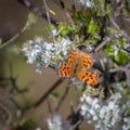 Colorful butterfly posing on a blooming tree in the garden