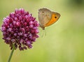 Colorful butterfly on a purple flower. Blurred background Royalty Free Stock Photo