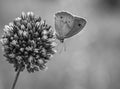 Butterfly on a flower. Blurred background