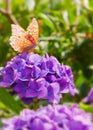 Colorful butterfly . Royalty Free Stock Photo