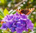 Colorful butterfly . Royalty Free Stock Photo