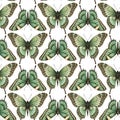 A colorful butterfly seamless pattern with various shades of blue, green, and red. The butterflies are arranged in a way Royalty Free Stock Photo
