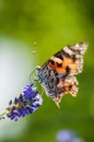 A swallowtail butterfly in its element, on a purple flower