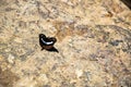 Colorful butterfly (limenditidini, athyma) sitting on the stone surface. Royalty Free Stock Photo