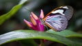 a colorful butterfly sitting on top of a pink flower next to a green leaf Royalty Free Stock Photo