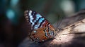 a colorful butterfly sitting on a tree branch in a forest Royalty Free Stock Photo