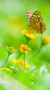 Colorful butterfly sitting on a yellow flower Royalty Free Stock Photo