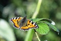 Colorful butterfly, Small Tortoiseshell, Aglais urticae, spreadi