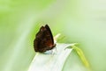 A colorful butterfly standing on a leaf