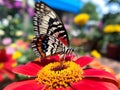 Colorful Butterfly in Summer Garden Royalty Free Stock Photo