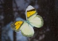 Colorful butterfly symbol on window