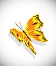 Colorful butterfly on white background
