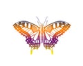 Colorful butterfly on a white background