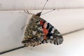 Colorful butterfly on a windowsill closeup photo Royalty Free Stock Photo