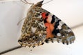 Colorful butterfly on a windowsill closeup photo Royalty Free Stock Photo