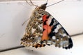 Colorful butterfly on a windowsill closeup photo Royalty Free Stock Photo