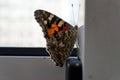 Colorful butterfly on a windowsill closeup photo Royalty Free Stock Photo