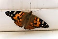 Colorful butterfly on a windowsill closeup photo Royalty Free Stock Photo