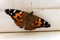 Colorful butterfly on a windowsill closeup photo Royalty Free Stock Photo