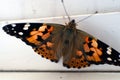 Colorful butterfly on a windowsill closeup photo Royalty Free Stock Photo