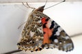 Colorful butterfly on a windowsill closeup photo Royalty Free Stock Photo