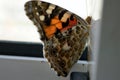 Colorful butterfly on a windowsill closeup photo Royalty Free Stock Photo